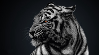 Tiger orange eyes black white - a tiger free wallpaper for desktop