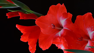 Red flower black background green - high detail 8 k free wallpaper for desktop