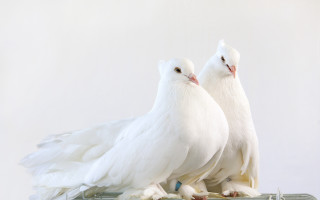 White birds cage orphism photocopy - two white bird free wallpaper