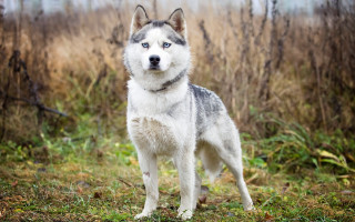 Husky field trees blurry blue - tall grass and trees free wallpaper