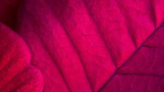 Pink couch cushion pattern red - a pattern free wallpaper for desktop