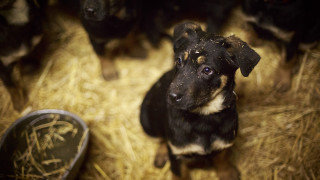 Dog hay shoes neoexpressionism elkevogelsang - hay next free wallpaper