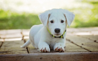 White puppy yellow collar wooden - a white puppy free wallpaper