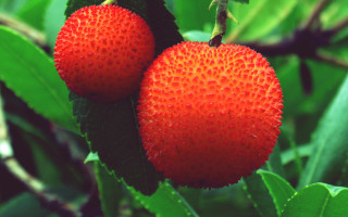 Berries red center fauvism macro - a red center free wallpaper