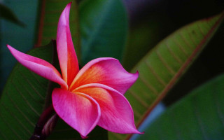 Pink lily macro flower green - a yellow center free wallpaper
