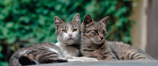 Cats table neoplasticism animal photography - free cats wallpaper