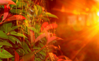 Plant light autumn leaves bamboo - a close up of a plant free wallpaper