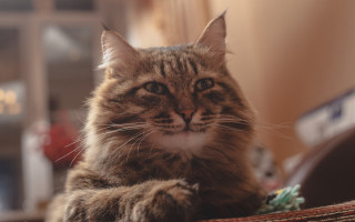 Sad cat regal couch shiba - regal free wallpaper