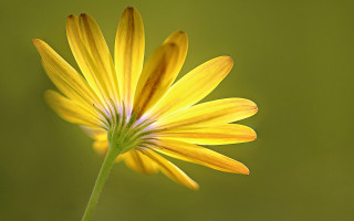 Yellow flower green background macro 3 - a green background in the background free wallpaper