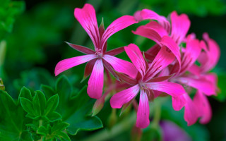 Pink flower butterfly bokeh leaf - the background and a blurry background of the flower free wallpaper