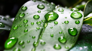 Leaf water drops bokeh green - art green free wallpaper