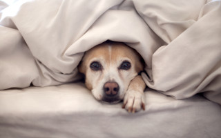 Dog laying under blanket white - under a blanket free wallpaper