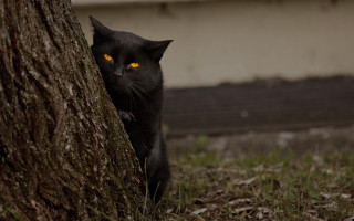 Black cat glowing eyes hiding - yellow eye free wallpaper for desktop