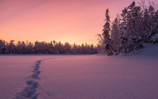Snowy trail forest sunset pink - daniel lieske free wallpaper