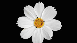 White flower yellow center black - ambient occlusion free wallpaper