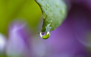 Water drop green leaf purple - a drop of water free wallpaper