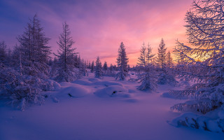 Snowy landscape trees sunset clouds 6 - a pink sky free wallpaper