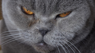 Cat yellow eyes serious angry - angry free wallpaper for desktop