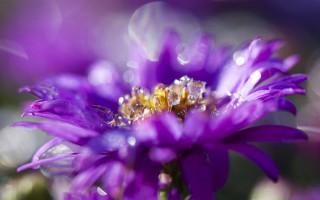 Purple flower water droplets bee - the center free wallpaper