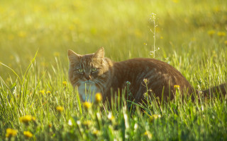 Cat field frisbee nature blurry - a frisbee free wallpaper