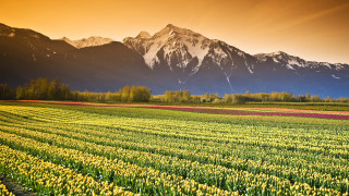 Flower field mountains sunset sky - a field of flowers free wallpaper for desktop