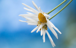 White flower yellow center blue 4 - a yellow center in the center of the flower free wallpaper