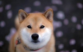 Dog smile shiba inu bokeh - a collar free wallpaper