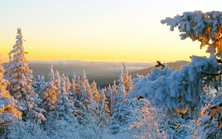 Snow forest sunset skier winter - forest free wallpaper