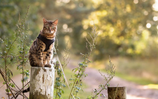 Cat wooden post woods road - a statue free wallpaper