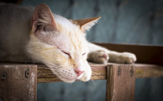 Cat sleeping wooden table portrait - the table free wallpaper