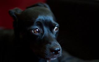 Black dog sad blue eyes - canon 5 0 mm free wallpaper