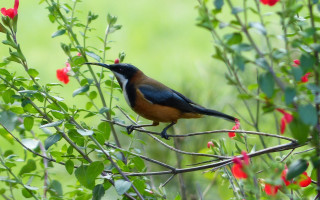 Bird branch redflowers greenbackground blurry - red flower free wallpaper