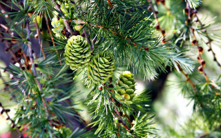 Pine tree cones needles nature - needle free wallpaper