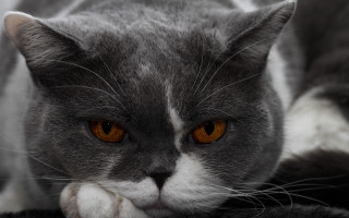 Gray white cat orange eyes - orange eye free wallpaper