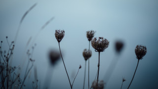 Flowers grass sky stems shallow - a sky background in the background free wallpaper