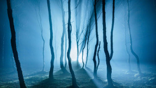 Foggy forest trail moonlight mountains - a foggy forest free wallpaper