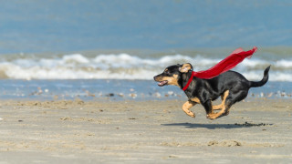 Dog beach superhero frisbee outdoors - a red cape free wallpaper