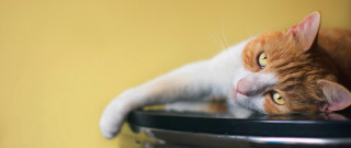 Black cat on bowl yellow - a yellow wall free wallpaper