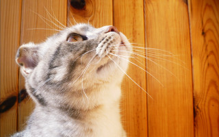 Cat looking up wooden wall - dof free wallpaper