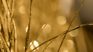Plant water droplets macro sunset - a close up of a plant free wallpaper