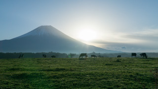 Cows grazing mountains sunset blue - murata range free wallpaper for desktop
