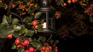 Lantern tree fruit leaves night - ambient light free wallpaper