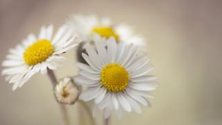 Daisies vase blurry background macro - a close up of a bunch free wallpaper
