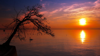 Tree water sunset ducks matte - a few duck free wallpaper