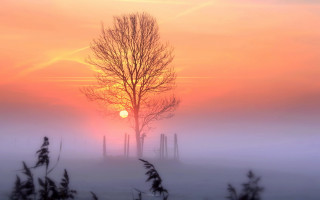 Foggy sunset tree fence mountain - mist free wallpaper