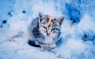 Kitten blue eyes snow curious - neoism free wallpaper