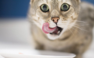 Cat tongue plate focus blurry - sharp focus free wallpaper