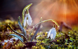White flower field sunlight macro - white flower free wallpaper