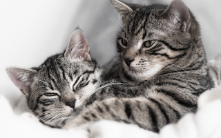 Two cats cuddling sleeping bed - free cats wallpaper