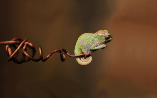 Green chameleon wire brown background 2 - a wire free wallpaper